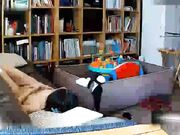 破解家庭网络摄像头偷拍身材保持的不错的少妇貌似刚生完孩子不久在沙发上啪啪