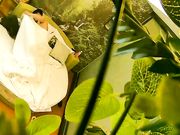 大奶美眉开房约炮有点矜持