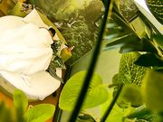 大奶美眉开房约炮有点矜持