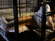 淫荡乳夹调教人形母犬私拍