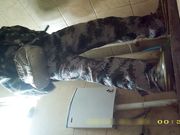 女厕高清露脸擦完鼻子再擦逼